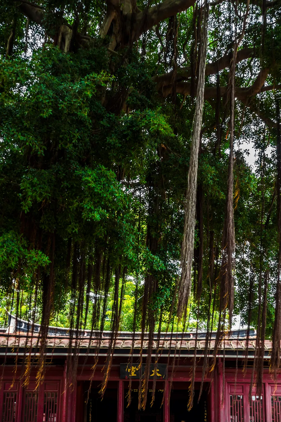 Rear kapok tree